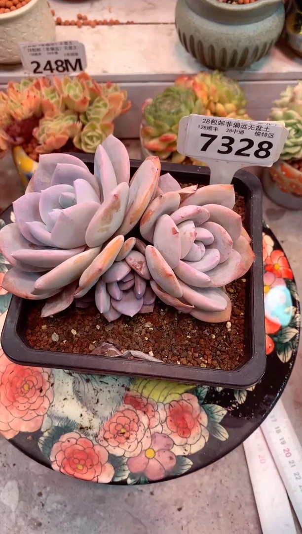 韩版奶茶7328（一物一拍，精品多肉，所见即所得 ）