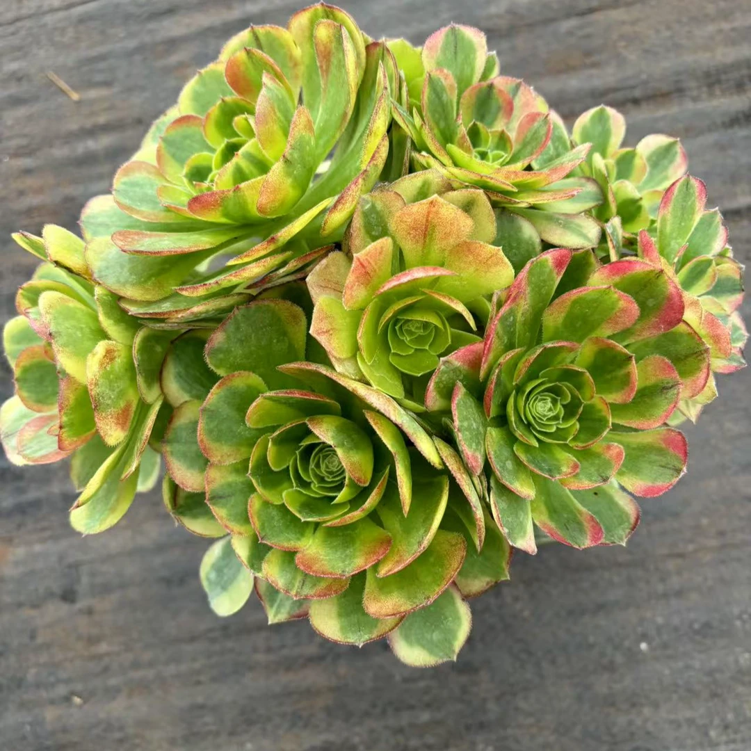 （奶白锦）法师 高颜值 脱土发（满18包邮）佳佳乐多肉