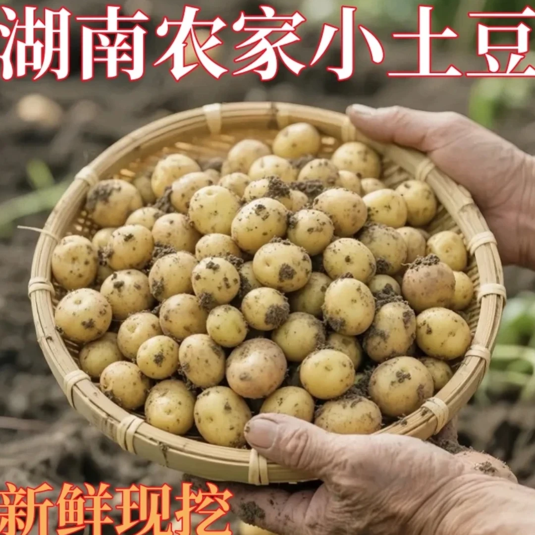 【老铁助农】湖南本地农家土豆