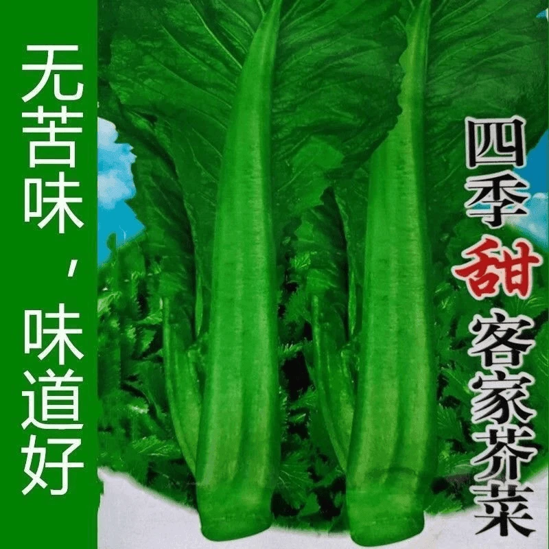 【满5元包邮】四季客家甜芥菜种子大田菜园叶子菜青菜阳台大叶青