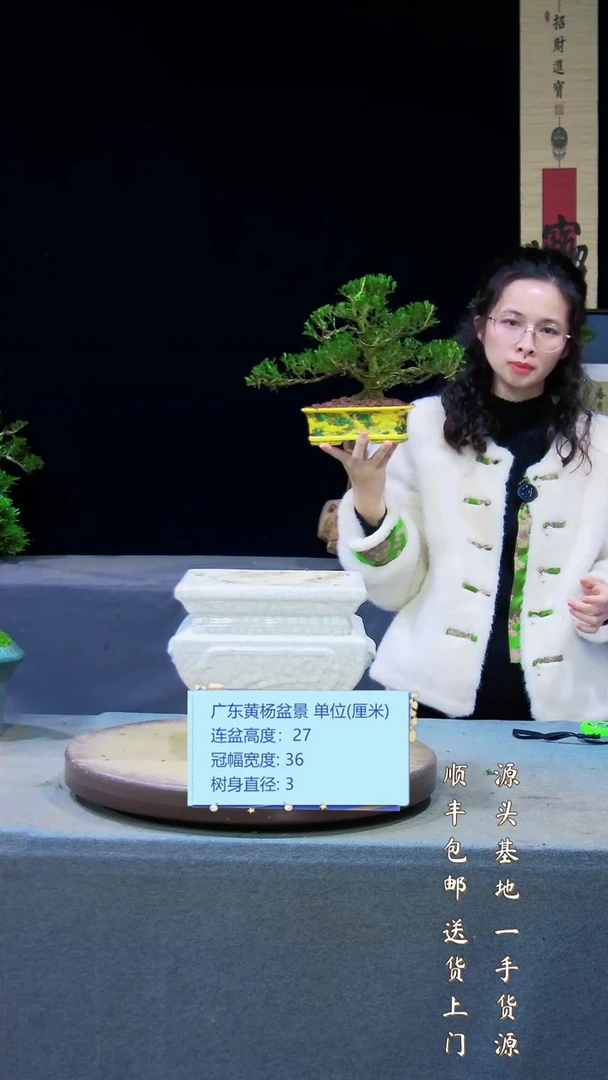 【闪购商品】黄杨盆景艺黄杨盆景艺