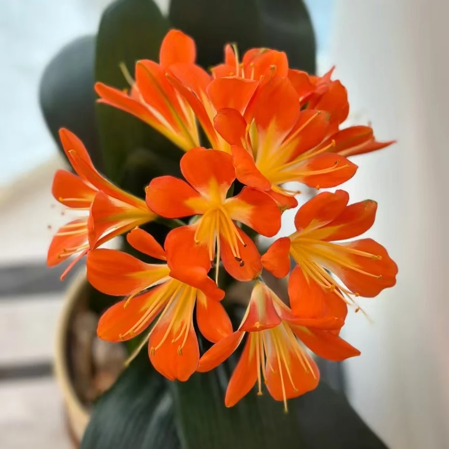 【长叶四季兰】带花苞君子兰四季常青室内绿植室内养护原盆土发货