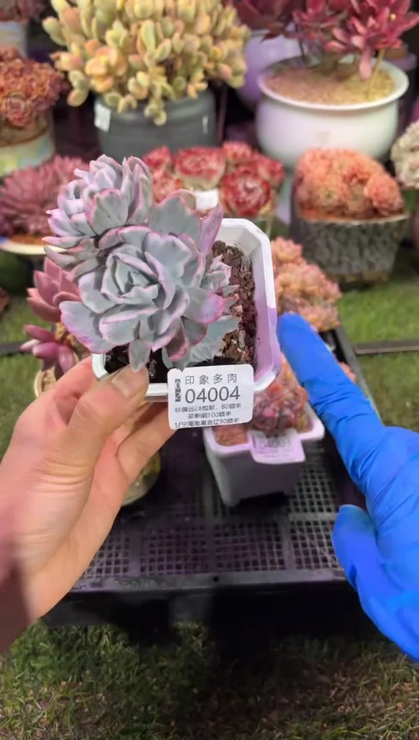 【闪购商品】04004