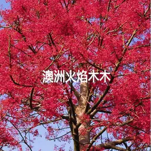 澳洲火焰木树苗南北方庭院栽种花苗花树绿化种植树苗风景地栽树苗