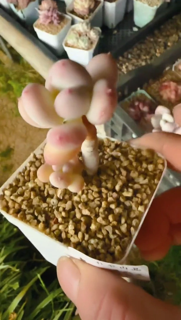 【闪购商品】春—106—仙农（三日）