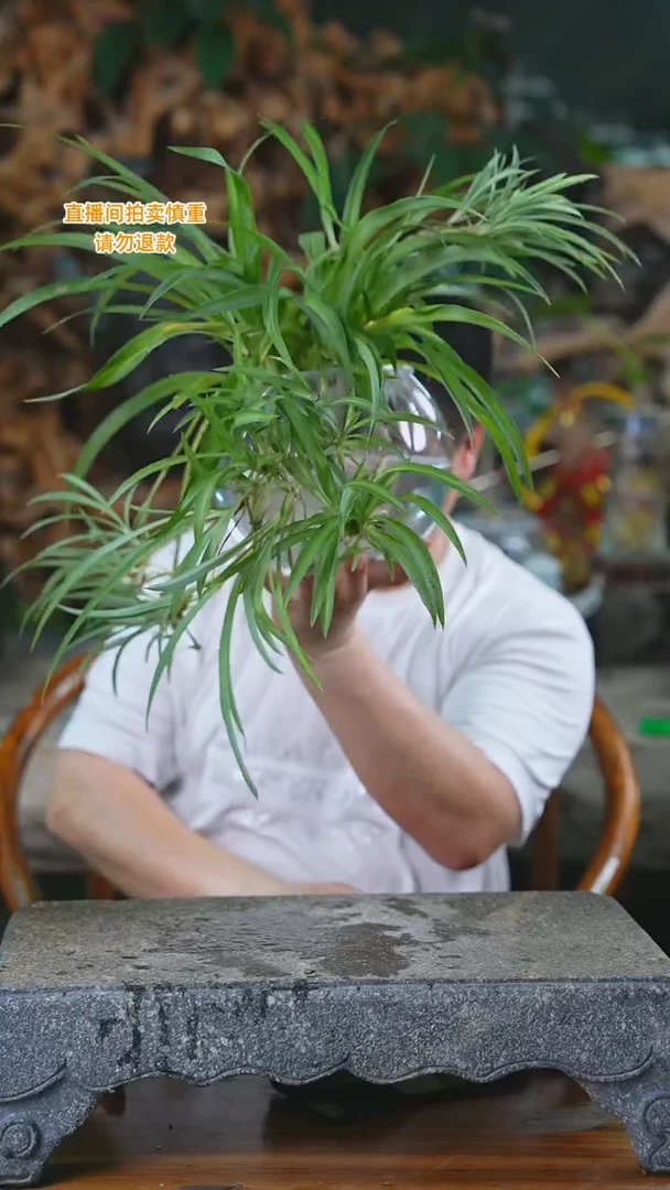当前无花栽培后可以开花吊兰210H