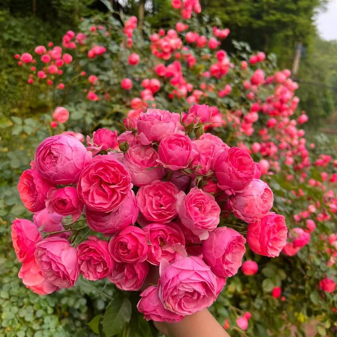 艾拉绒球 月季花苗盆栽