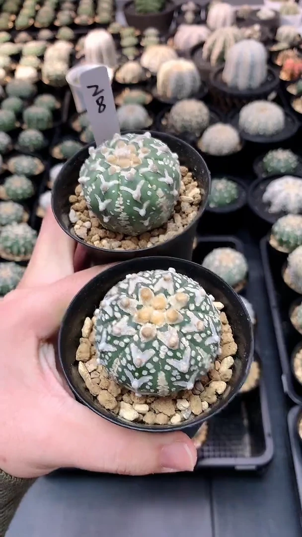 【闪购商品】实生根两颗，28号