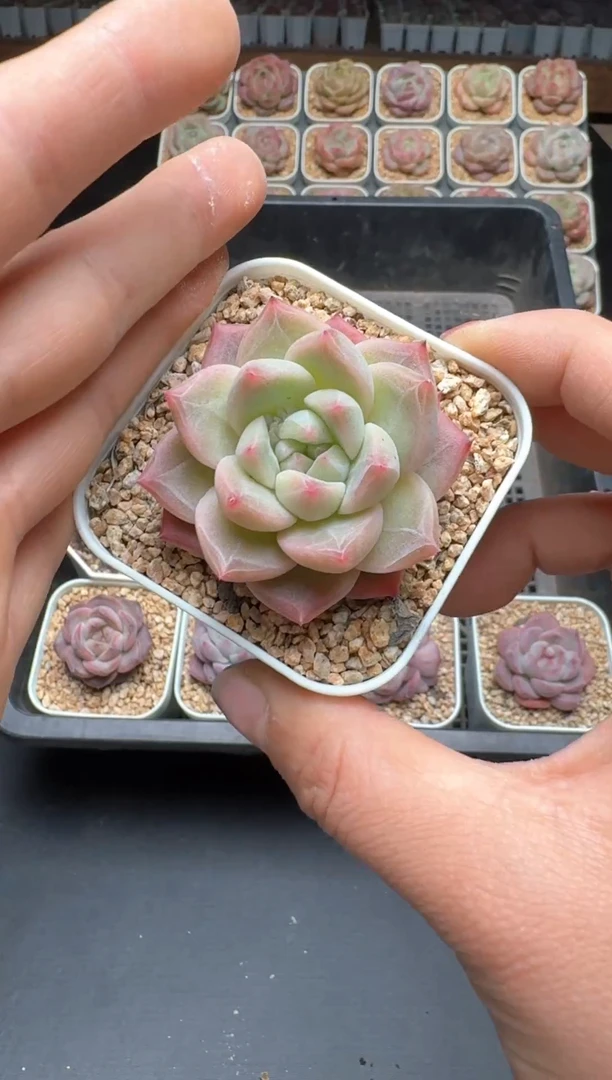 【闪购商品】549E号一物一拍多肉花卉植物3颗起发