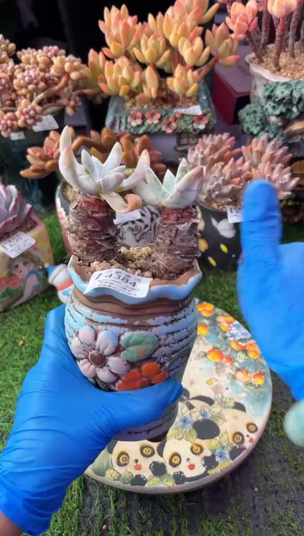 昆明印象多肉4384