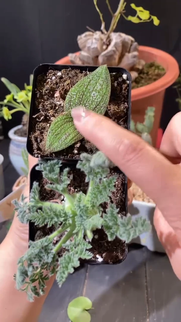 【闪购商品】点赞福利紫镜+羽叶组合