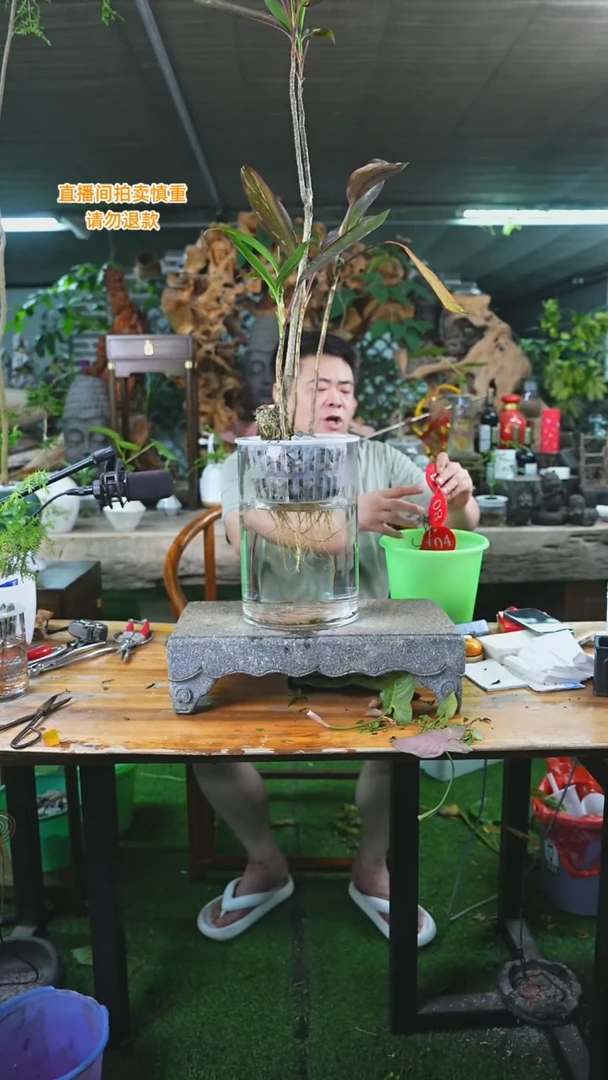 当前无花栽培后可以开花17老桩朱蕉+