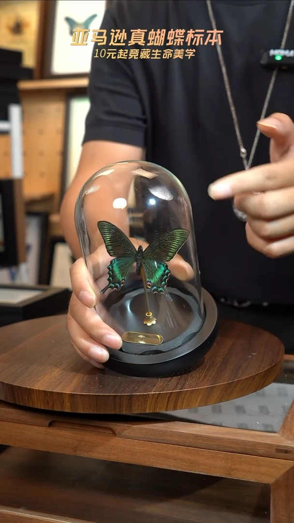绿带翠凤蝶春型小号玻璃罩
