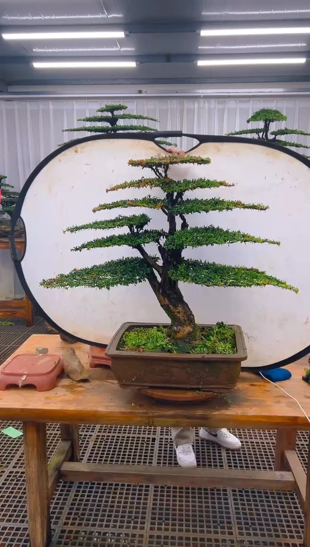 无花朵心***贵精品盆景直播间一物一拍
