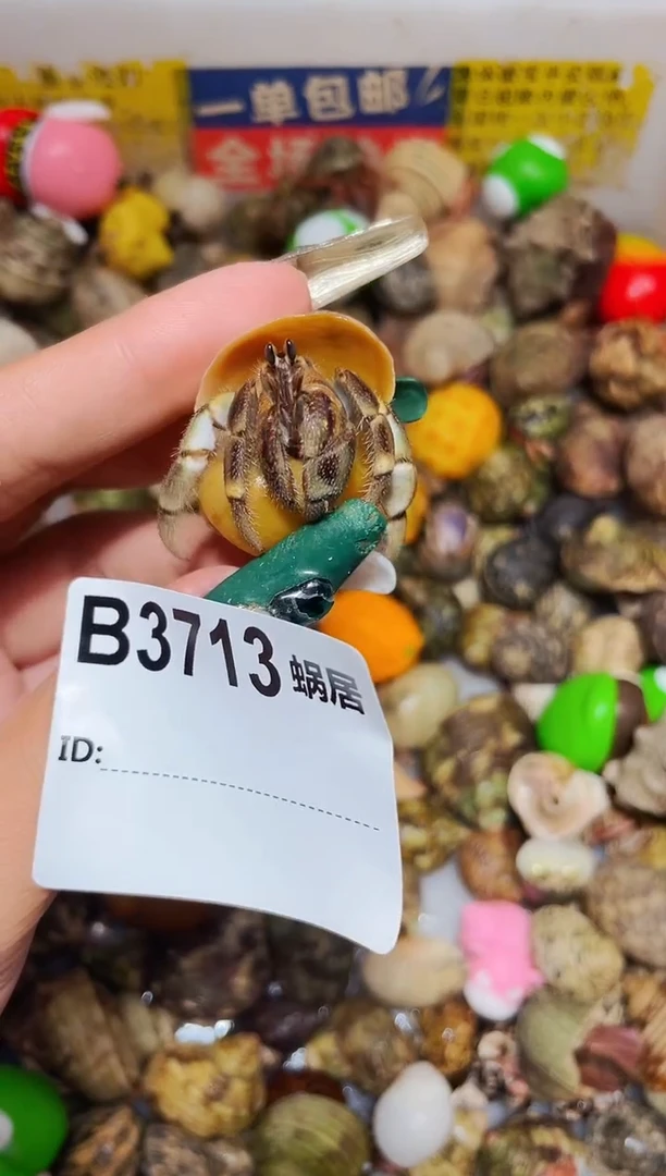 陌派甄选寄居蟹3713