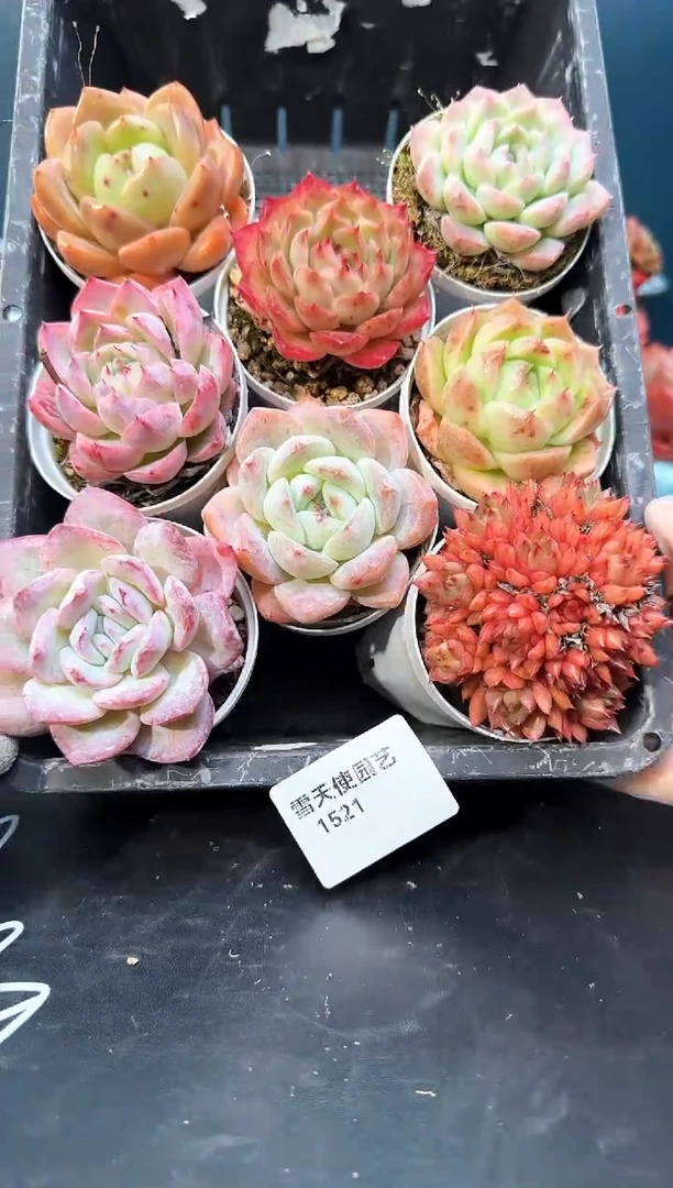 15 21    多肉8 颗