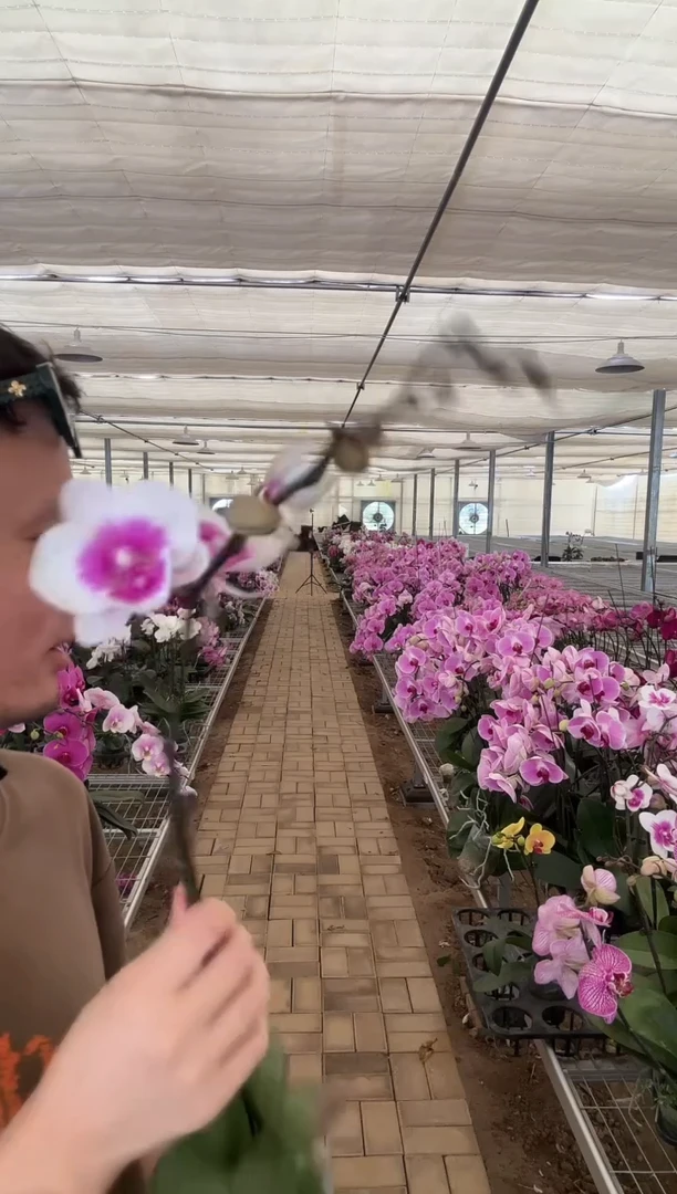 完全开放凤凰鸟蝴蝶兰 带花带花苞