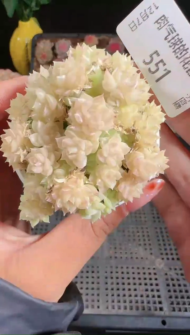 1207-551多肉群生不包整