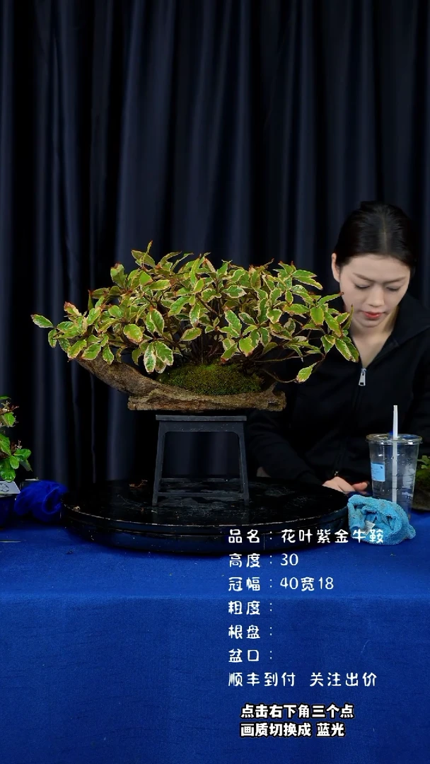 【闪购商品】花叶紫金牛日本