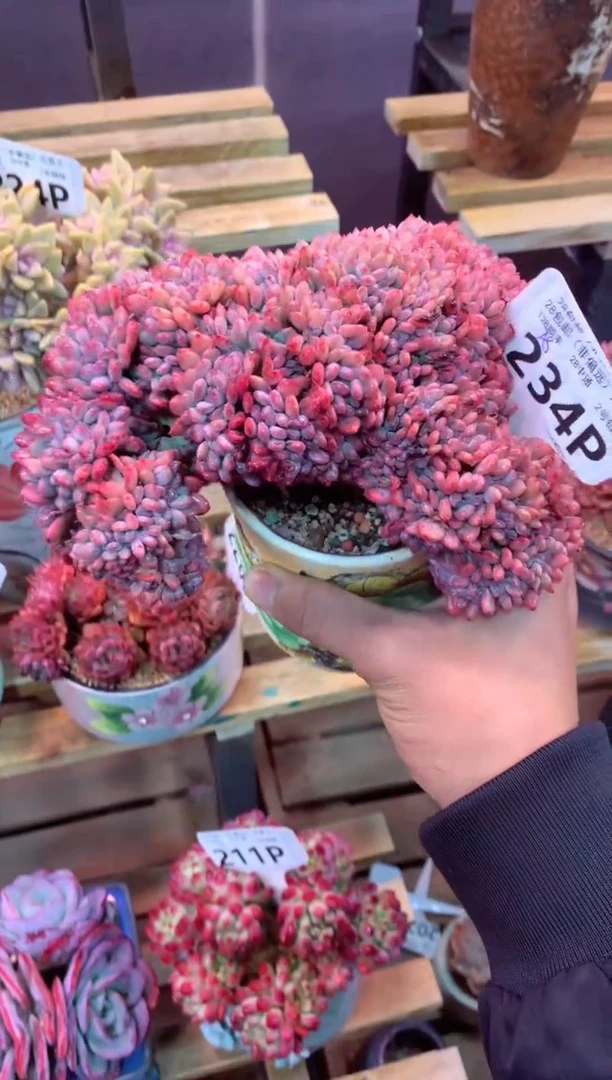 234P（一物一拍，精品多肉，所见即所得 ）