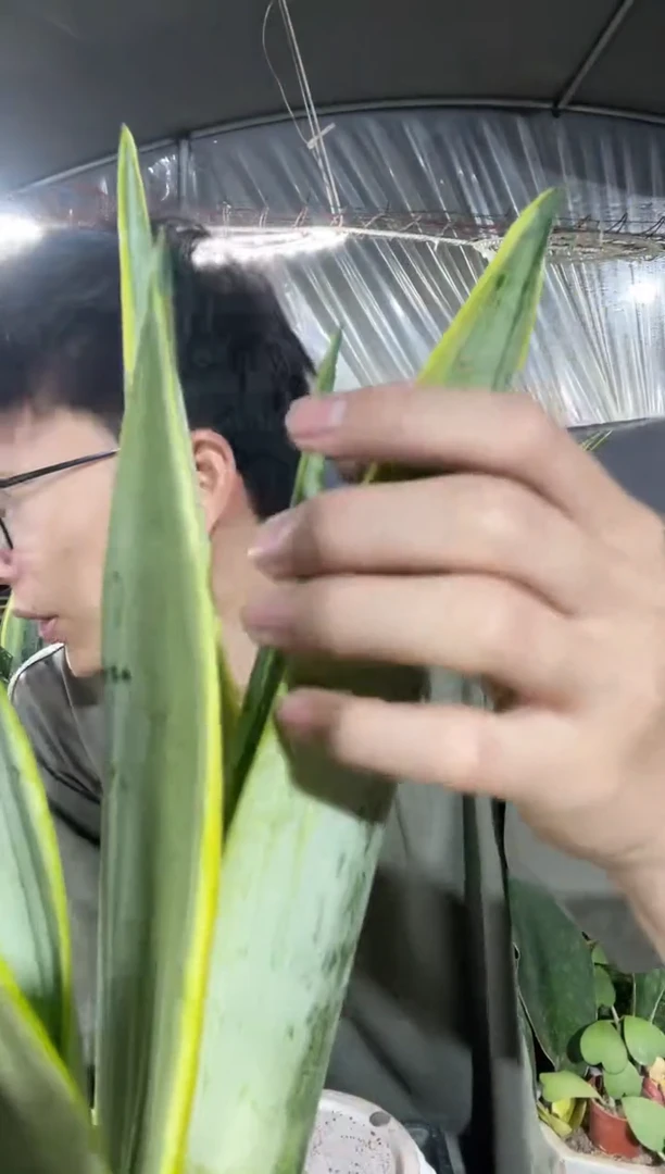 冬夏虎皮兰裸根2棵19.8