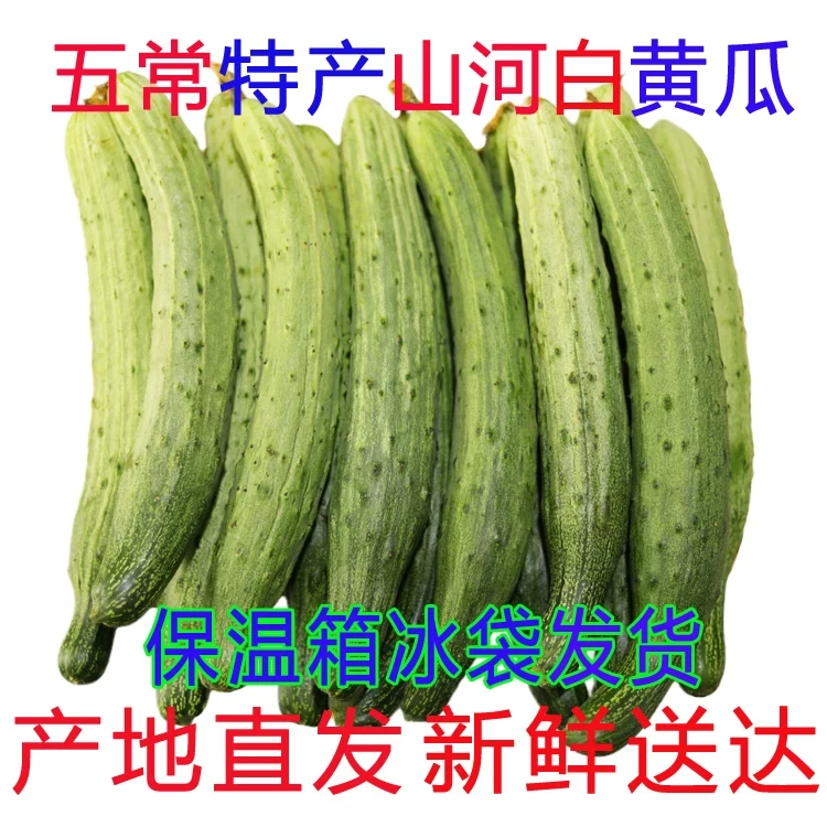 东北山河白旱黄瓜3斤装顺丰