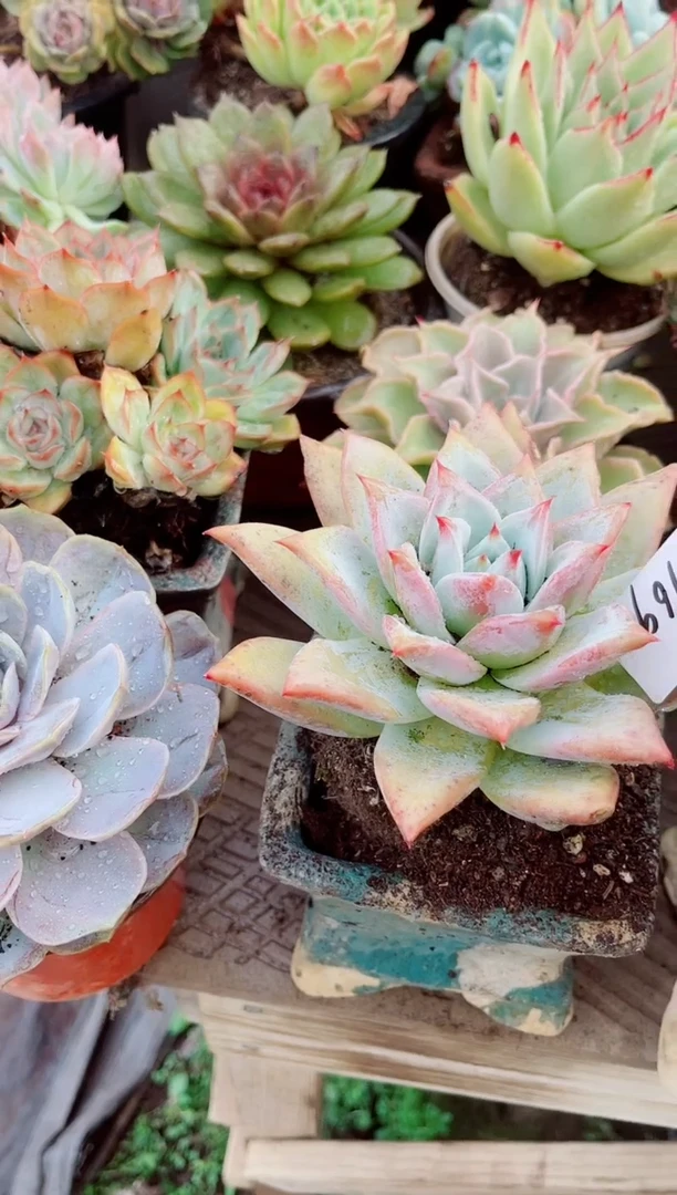 静**在多肉植物一物一拍06169