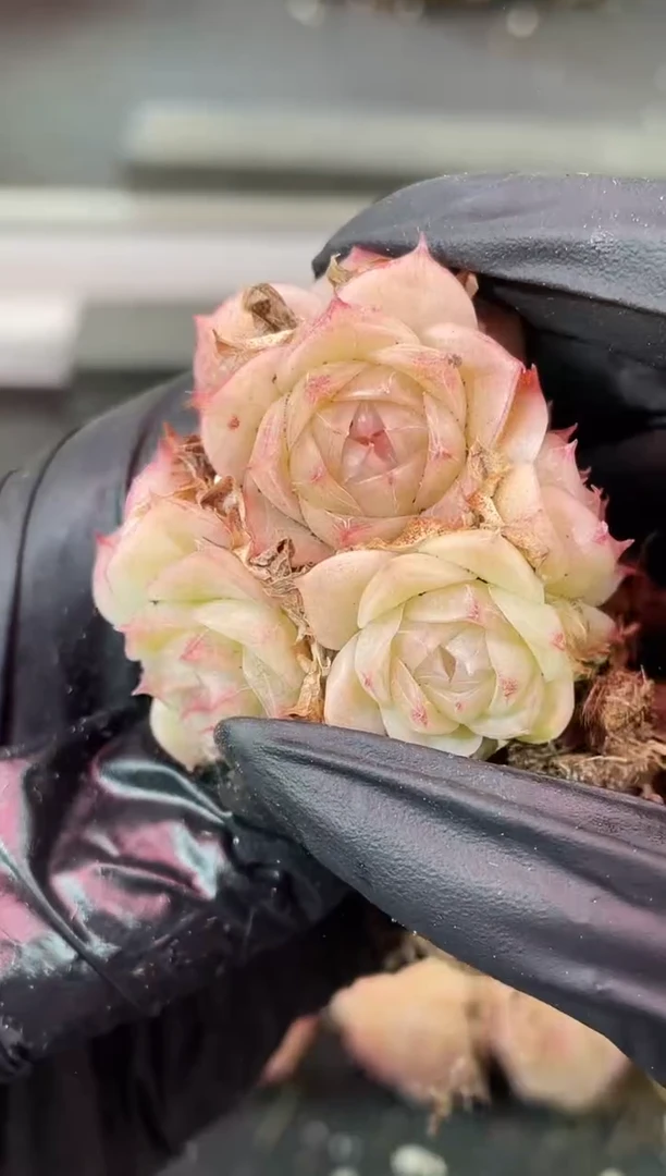 闪购2362  月纱冰蔷多肉一颗