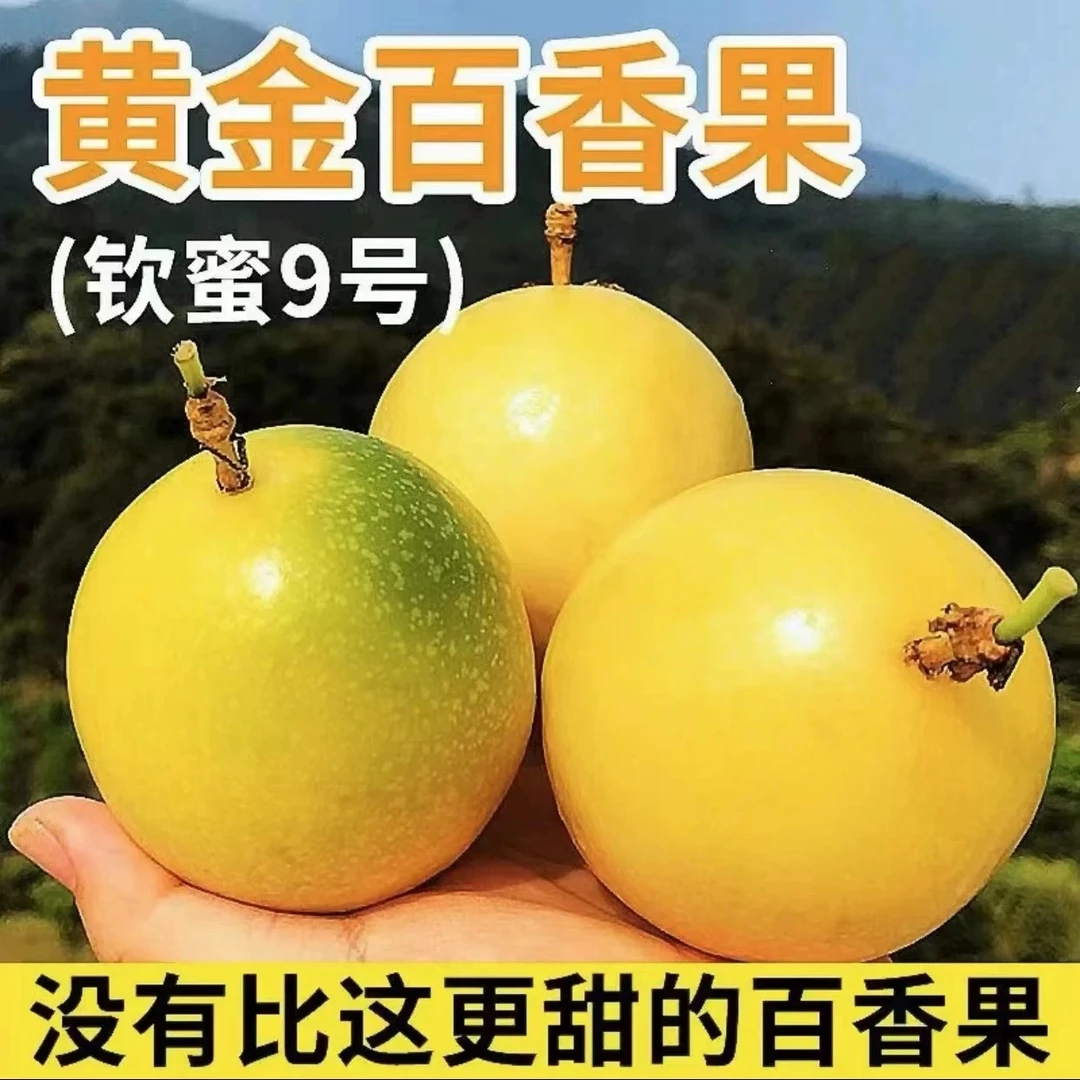 【买一送一】钦蜜9号黄金百香果树苗嫁接南北方四季种植盆栽当年结