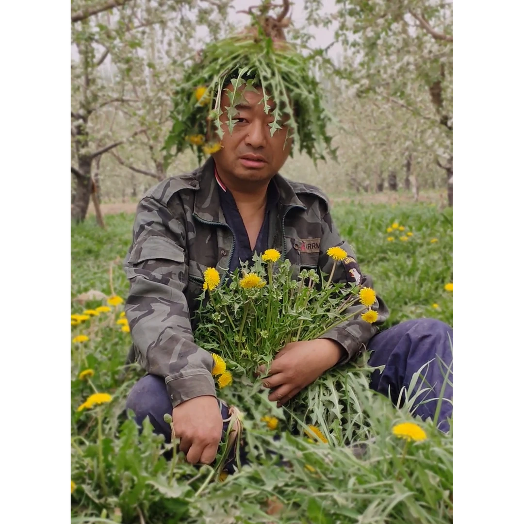 新疆野生蒲公英叶菜婆婆丁地丁草~永川老何在新疆~蒲公英