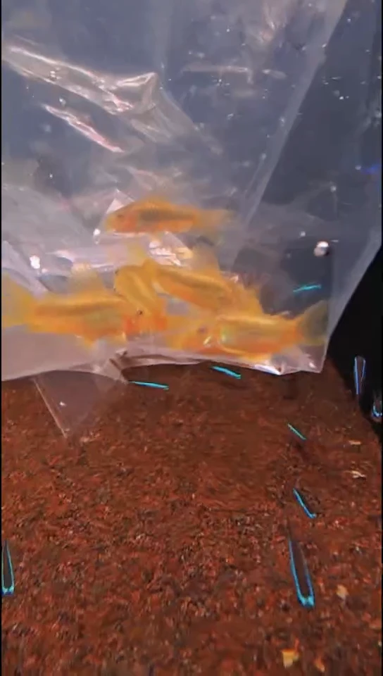 鼠鱼顺丰编号33号 金线金5条