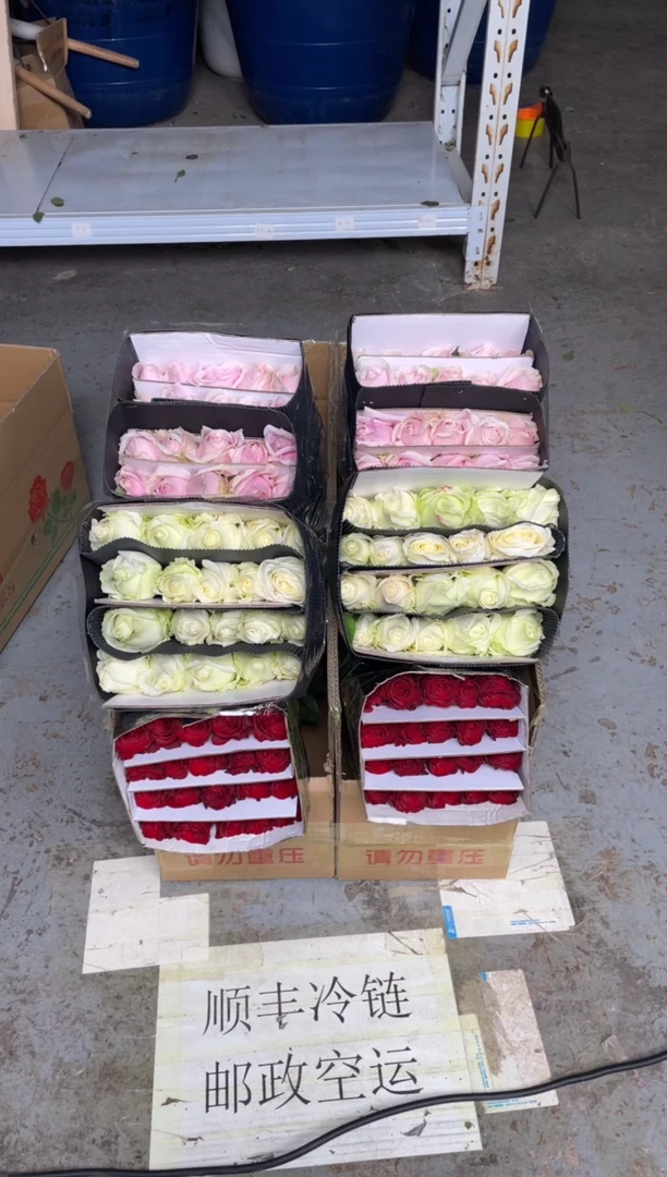 高原红20枝+白雪山20枝+粉红20枝