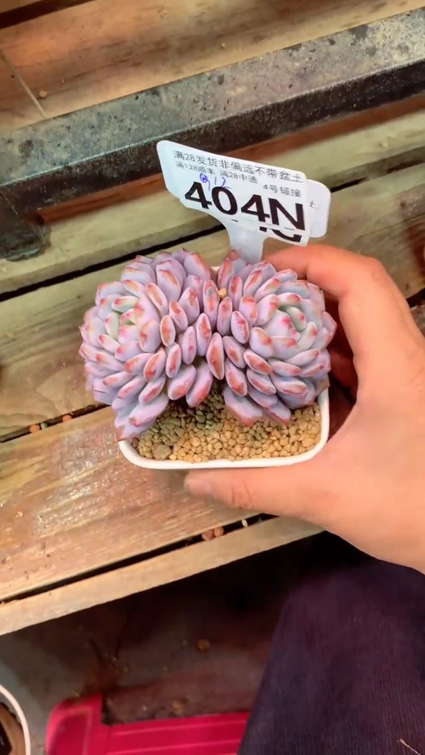 404N  (一物一拍实付满28发货，默认不带盆土）