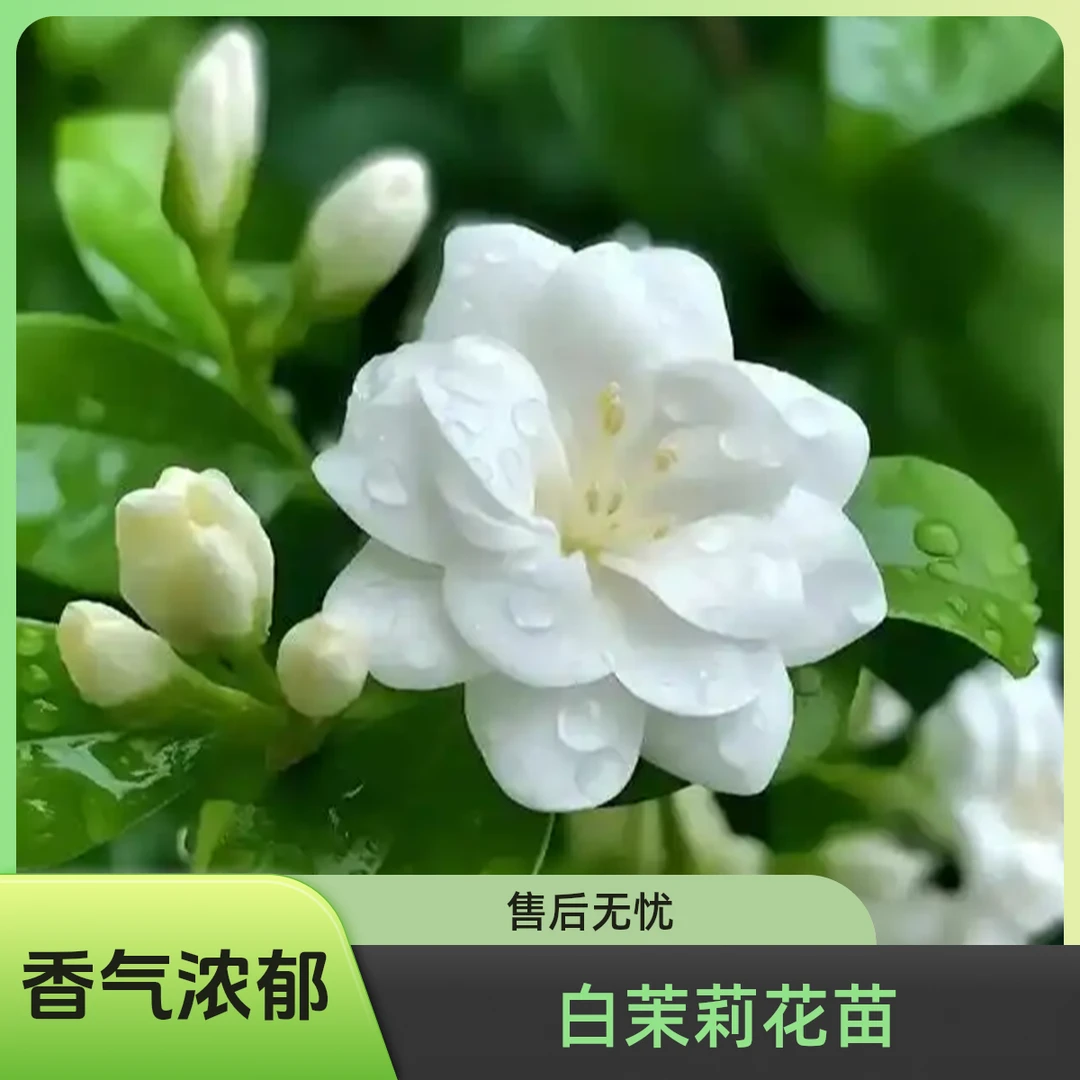 重瓣浓香白茉莉花苗