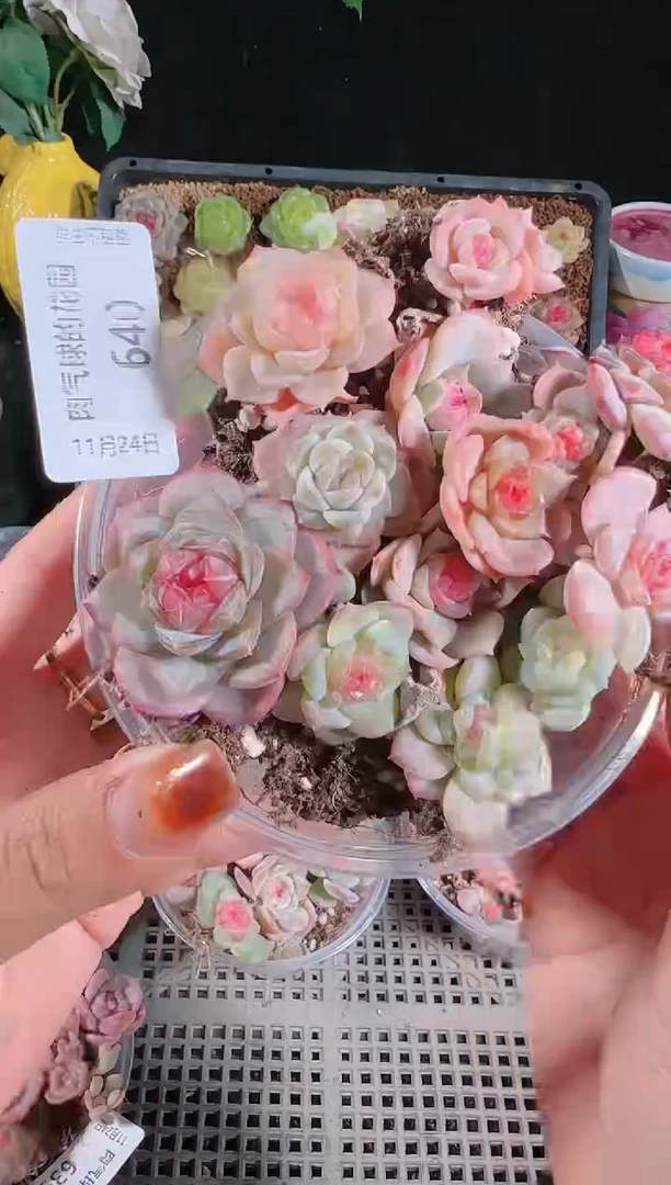 1124-640切糕群生不包整