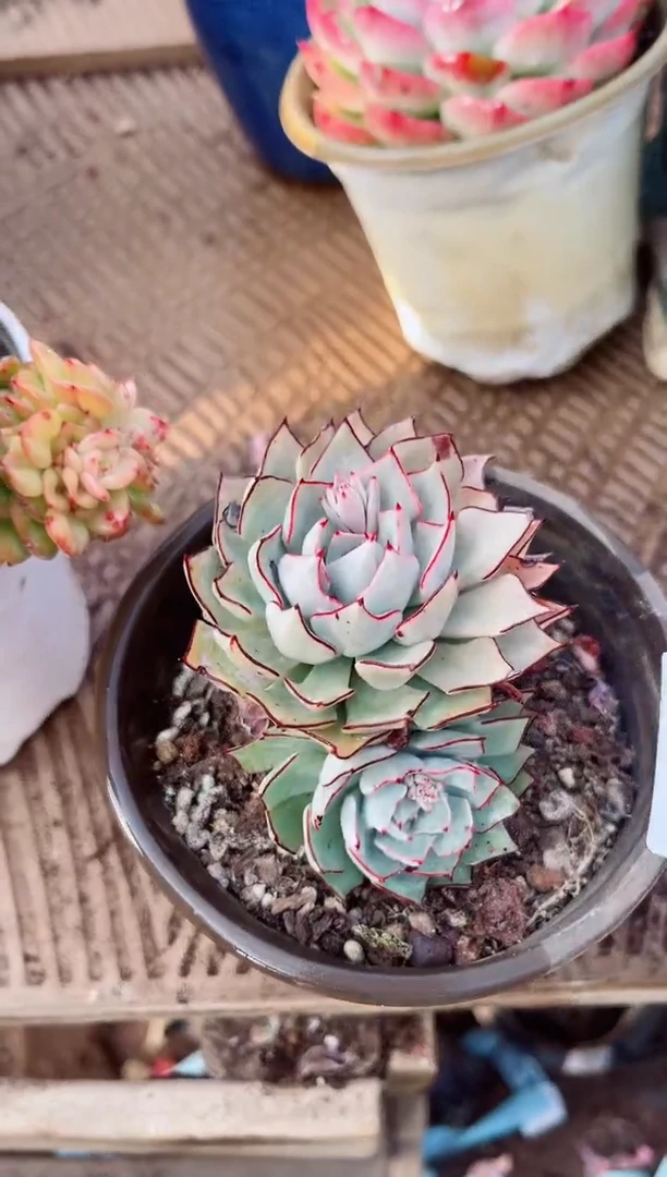 【闪购商品】02289