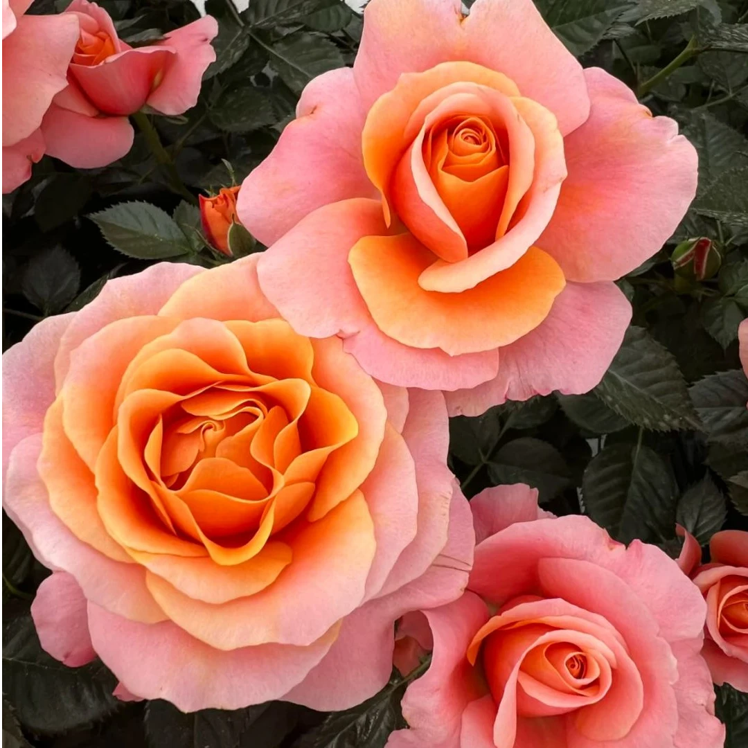 花知述园艺橙色甜心棒棒糖月季花树苗常年开花植物阳台可养