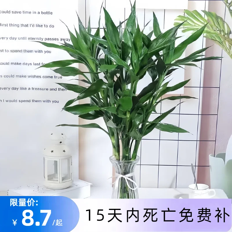富贵竹水养基地直发水培植物转运竹绿植盆景四季水养插鲜花瓶