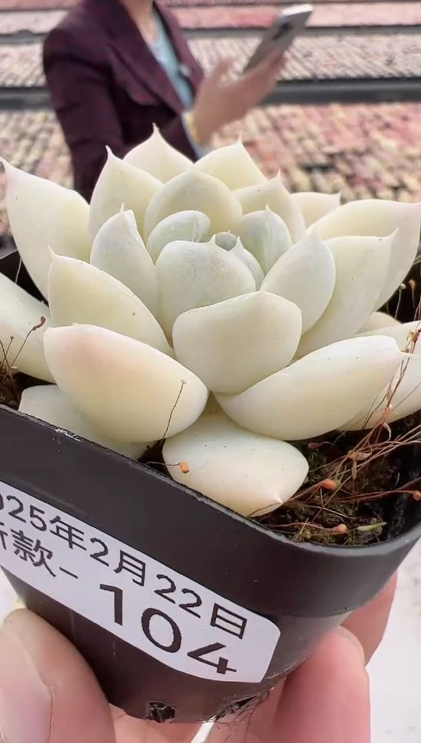 【闪购商品】新款多肉-104