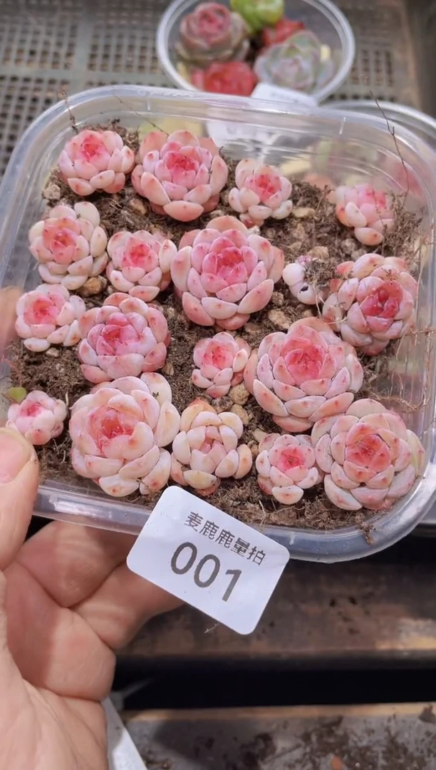 【闪购商品】001白桃群生优选量拍1盒