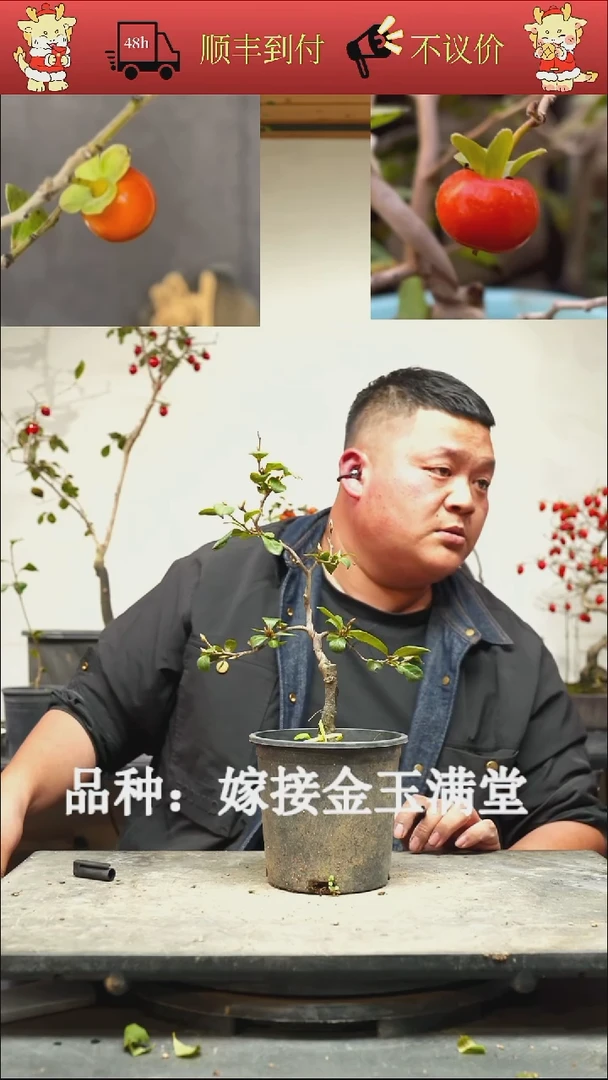 无花朵军*下/200顺丰到付/251118/18/嫁接金玉满堂