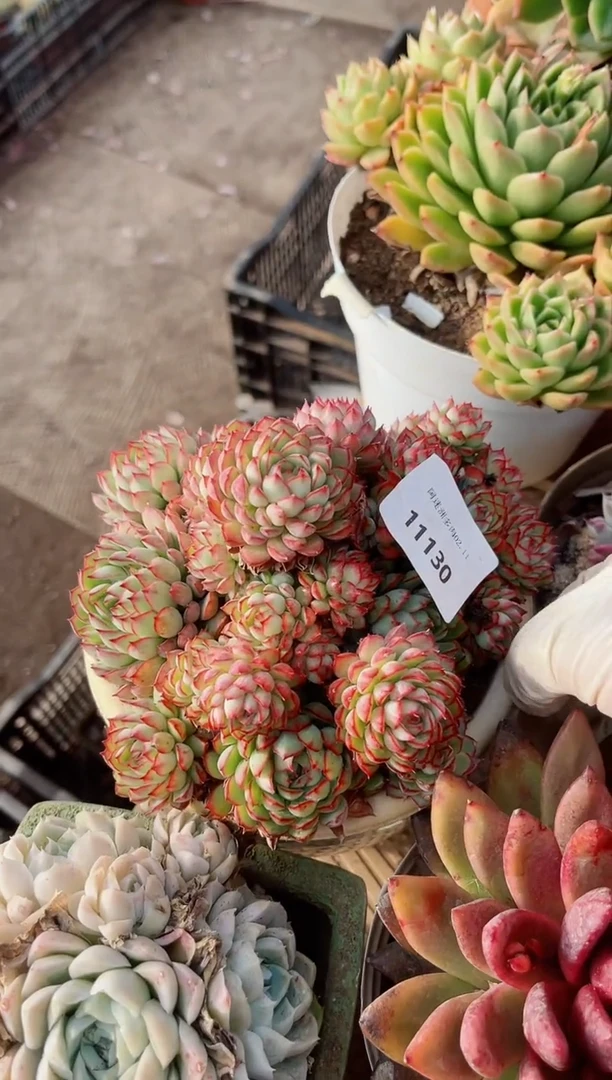 【闪购商品】11130