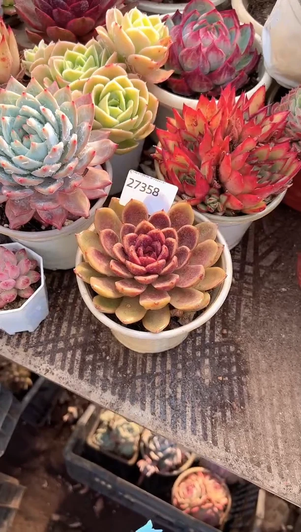 蜂****2多肉植物一物一拍27358