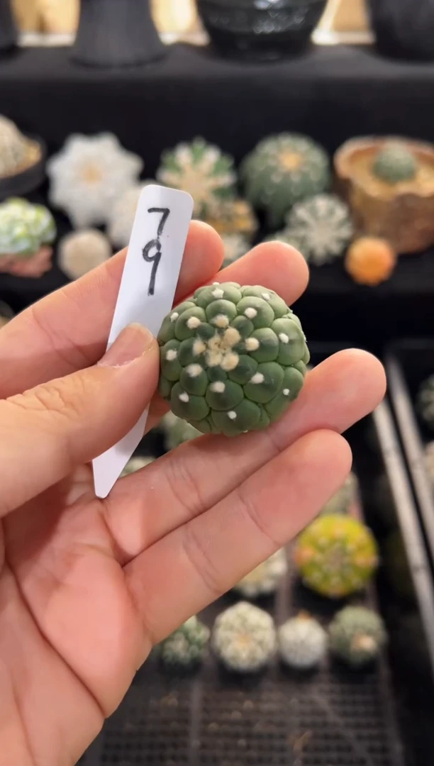 蓝**?不含盆土实生编码79