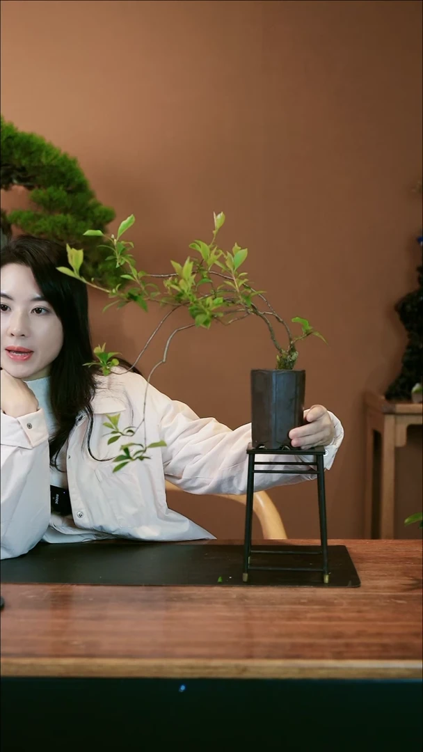 【闪购商品】盆景春花