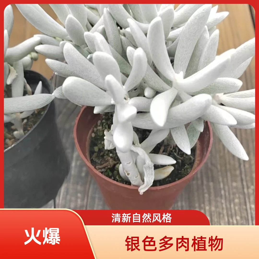 银月老桩多肉植物盆栽品种好养适合办公室阳台