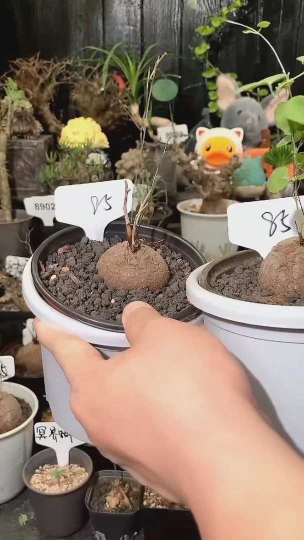 85号1024福利特价南非龟甲龙套餐