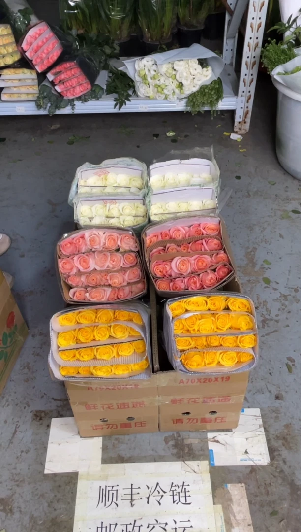 金枝20枝+朱小姐20枝+骄傲20枝