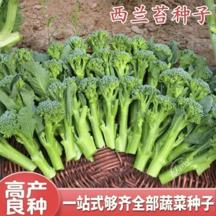 【西兰苔种子】菜苔种子蔬菜种子油菜芯籽四季种植盆栽