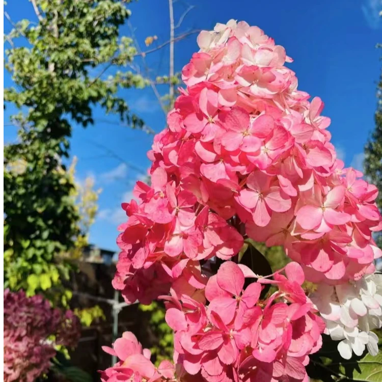 一物一拍圆锥木绣  球植庭院绿植绣球